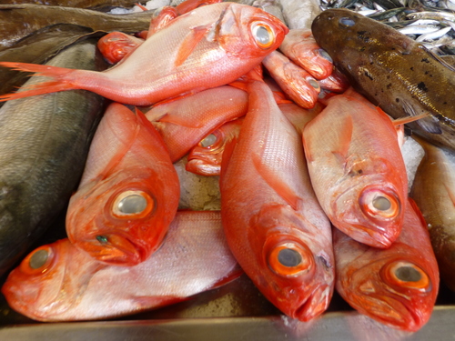 Splendid alfonsino (Beryx splendens) — Berycidae — 4