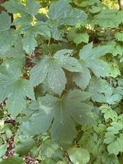 Acer