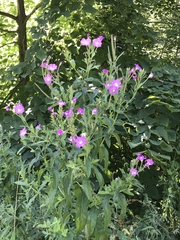 Epilobium hirsutum