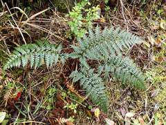 Polystichum oculatum