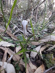 Pterostylis aspera