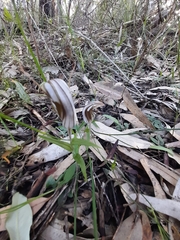 Pterostylis aspera