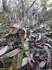 Pterostylis aspera