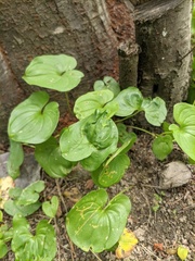 Maianthemum dilatatum