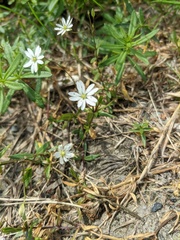 Stellaria humifusa