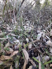 Pterostylis aspera