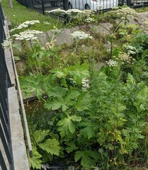 Heracleum maximum