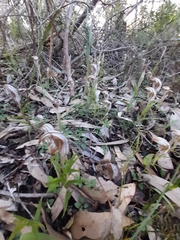 Pterostylis aspera