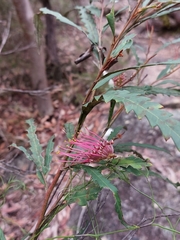 Grevillea longifolia