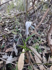 Pterostylis aspera