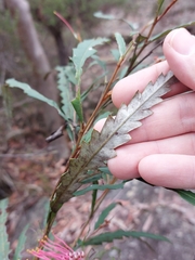 Grevillea longifolia