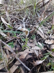 Pterostylis aspera