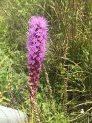 Liatris lancifolia