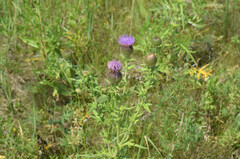 Cirsium serrulatum