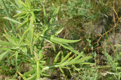 Cirsium serrulatum