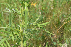 Cirsium serrulatum