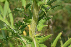 Cirsium serrulatum