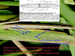 Acrida turrita
