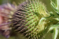 Cirsium serrulatum