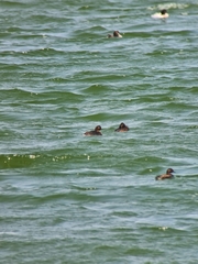 Podiceps nigricollis