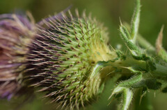 Cirsium serrulatum