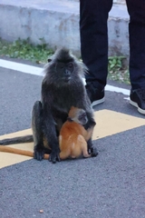 Trachypithecus cristatus