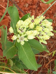 Asclepias viridis