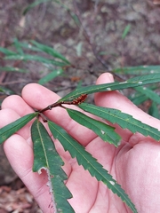 Grevillea longifolia