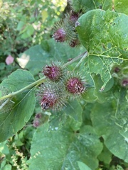 Arctium nemorosum