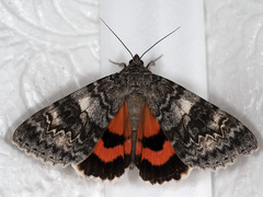 Catocala adultera