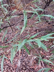 Grevillea longifolia