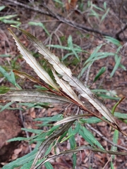 Grevillea longifolia