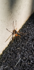 Tanyptera dorsalis