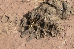 Araschnia prorsoides