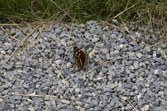 Apatura bieti