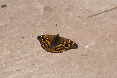 Apatura bieti
