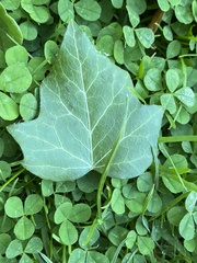 Hedera helix