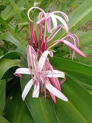 Crinum × amabile