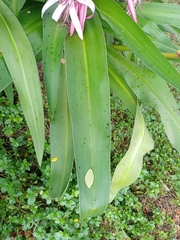Crinum × amabile
