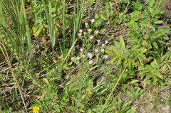 Erigeron acris podolicus