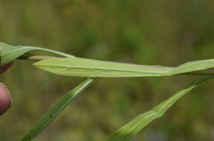 Erigeron acris podolicus