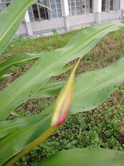 Crinum × amabile