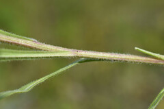 Erigeron acris podolicus