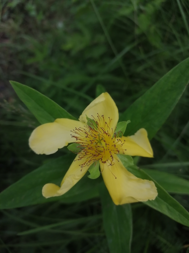 Great St. Johnswort (Hypericum ascyron)