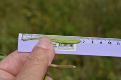 Erigeron acris podolicus