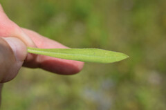 Erigeron acris podolicus