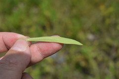 Erigeron acris podolicus
