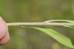 Erigeron acris podolicus