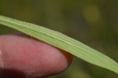 Erigeron acris podolicus