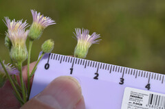 Erigeron acris podolicus